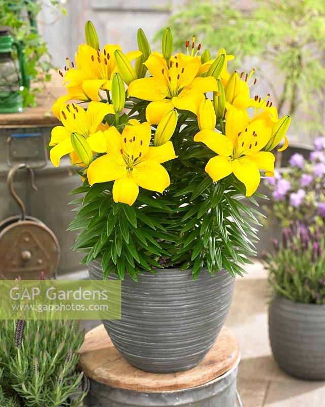 Lilium Asiatic 'Ilse'